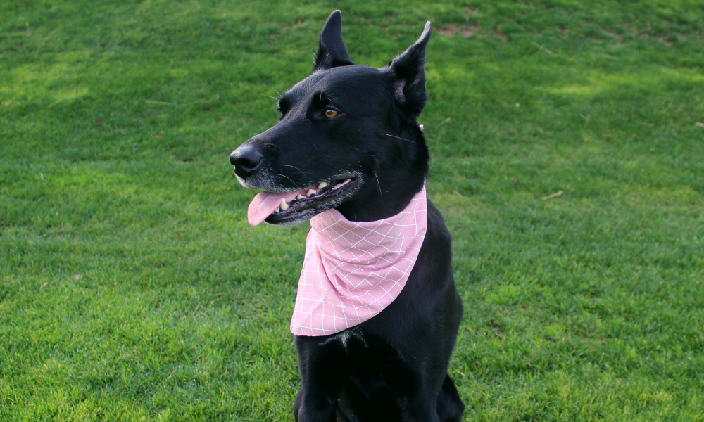 Waltz (Pink)