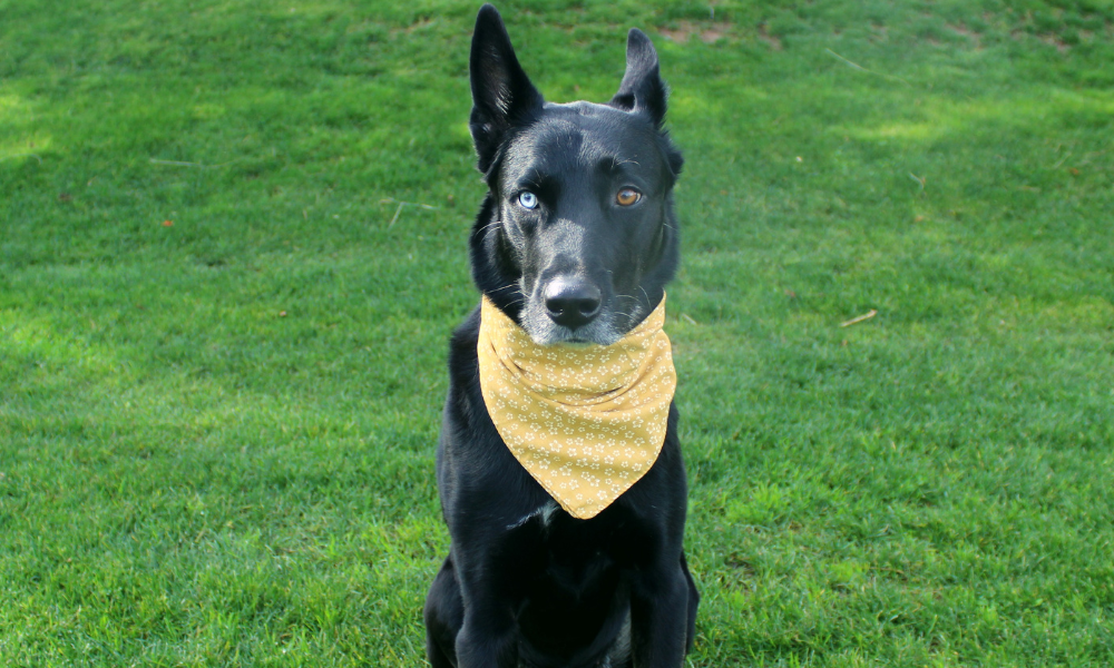 Monroe (Yellow)