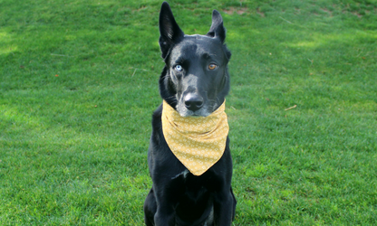 Monroe (Yellow)