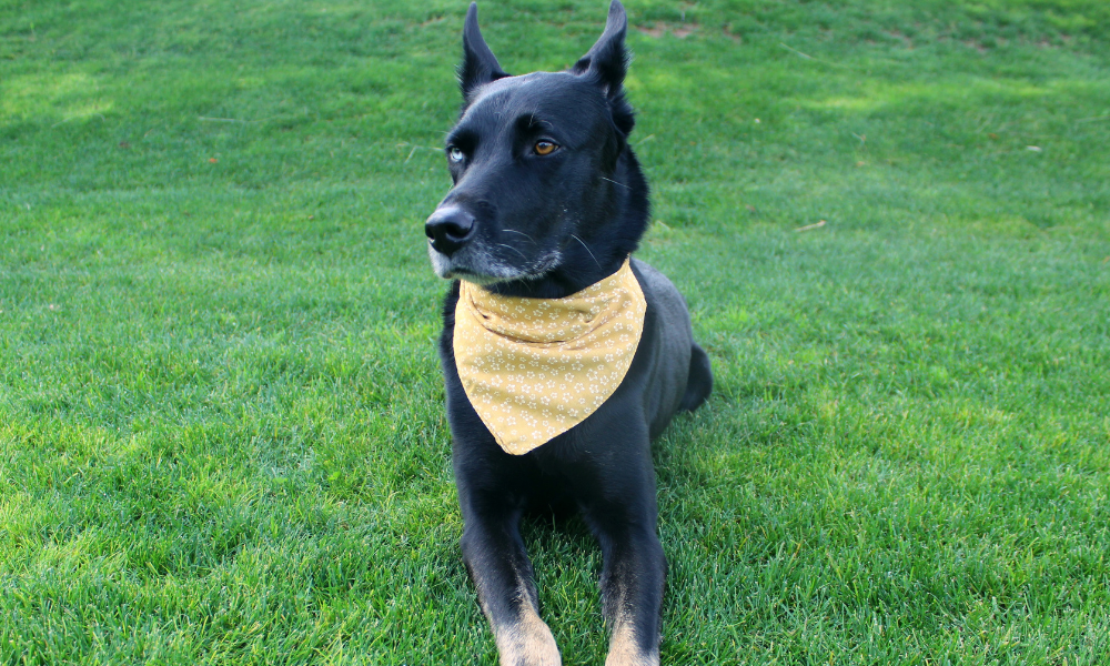 Monroe (Yellow)