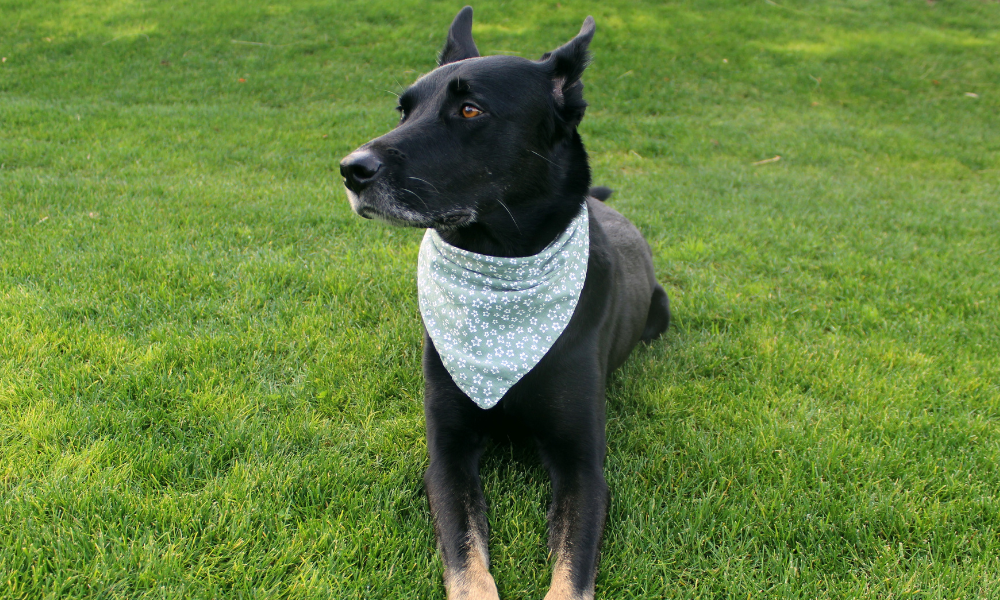 Monroe (Green)