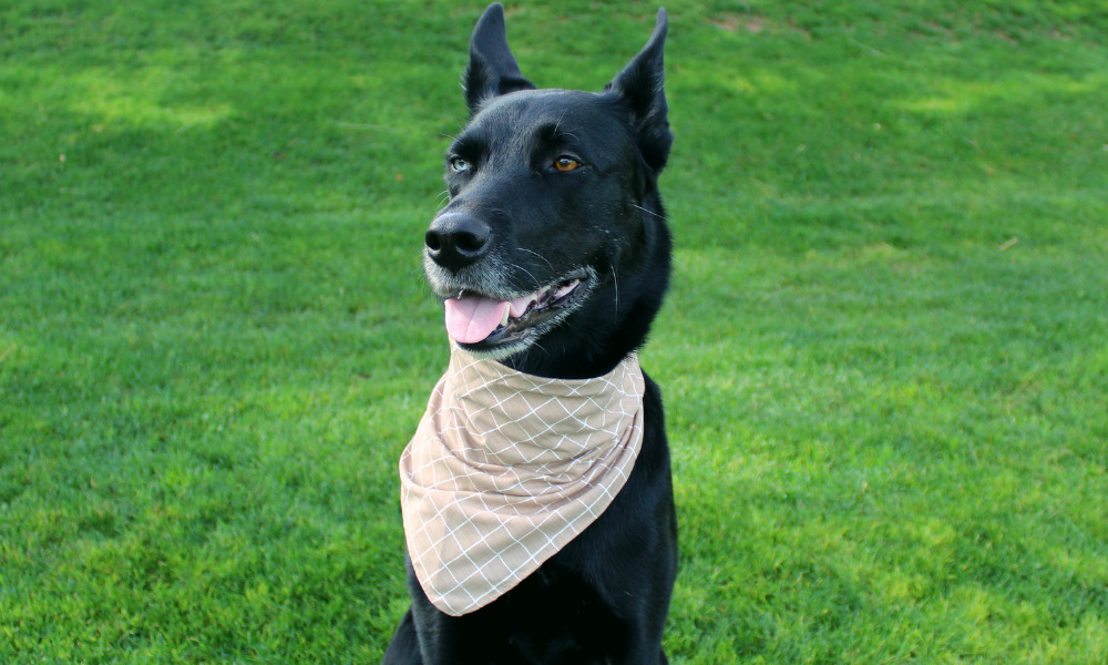 Waltz (Khaki)