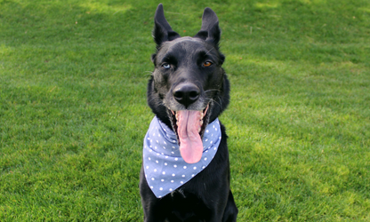 Gatsby (Blue)