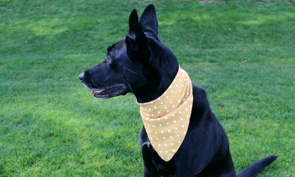 Gatsby (Orange)