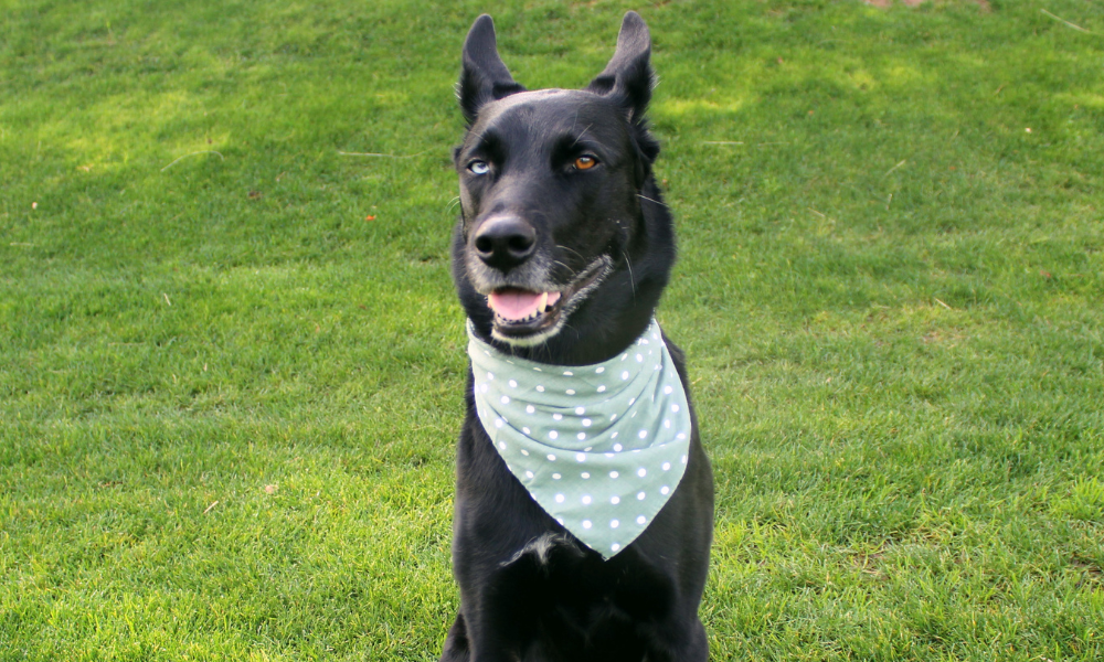 Gatsby (Green)