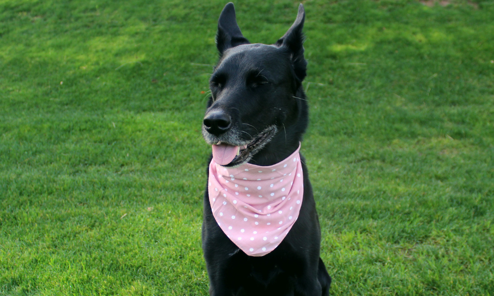 Gatsby (Pink)