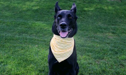 Waltz (Yellow)