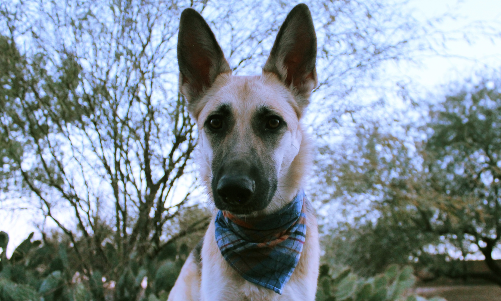 Archie