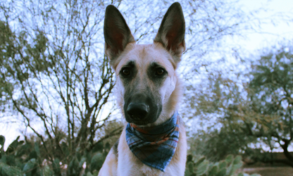 Archie