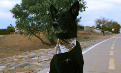 Duke