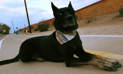 Duke