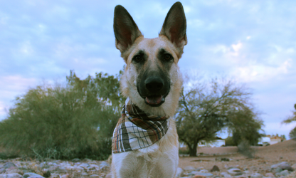Duke