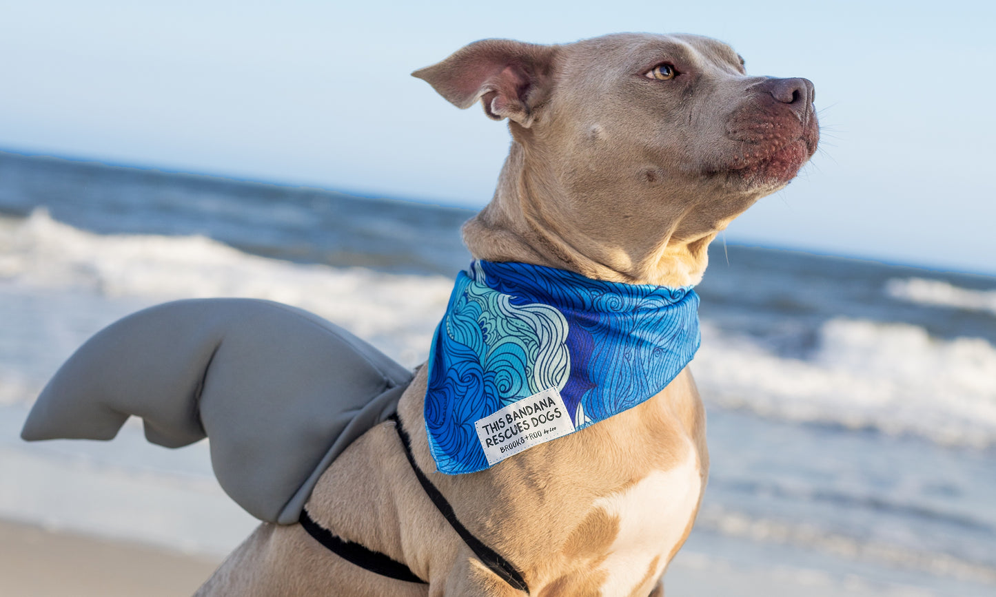 Surf & Sniff