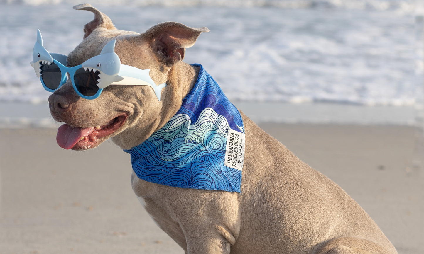 Surf & Sniff