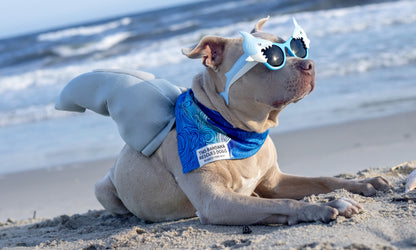 Surf & Sniff