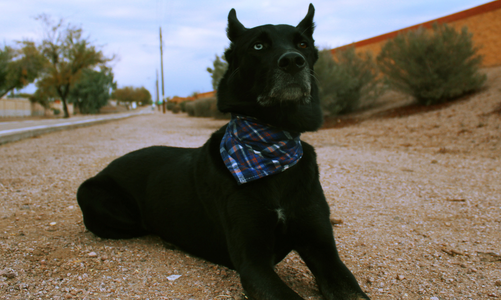 Max