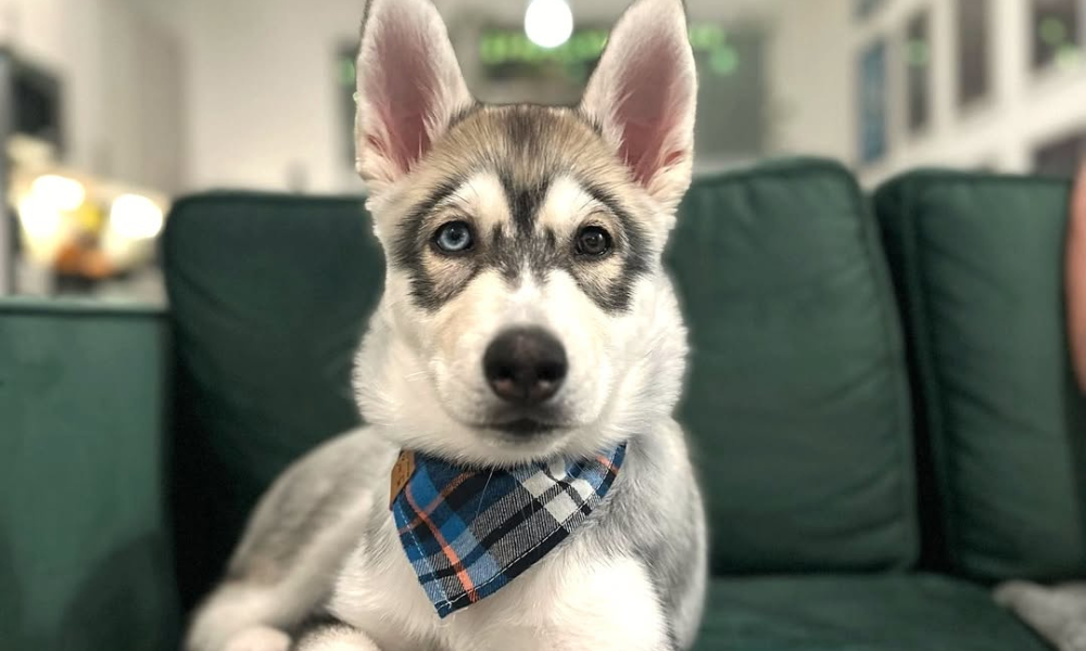 Oakley