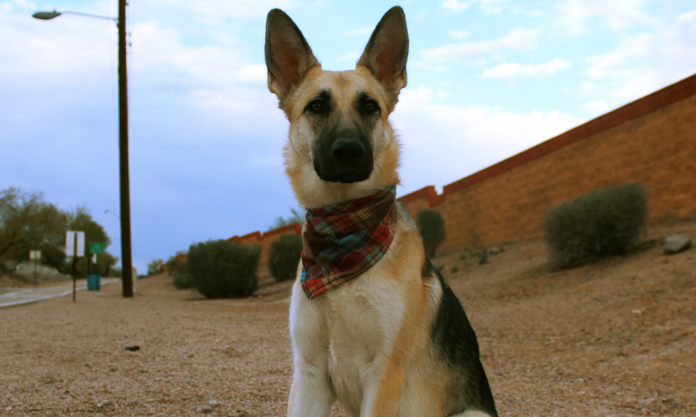 Oscar