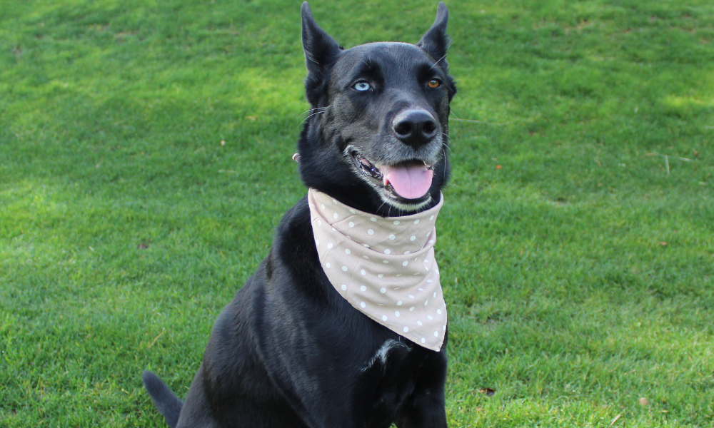 Gatsby (Khaki)