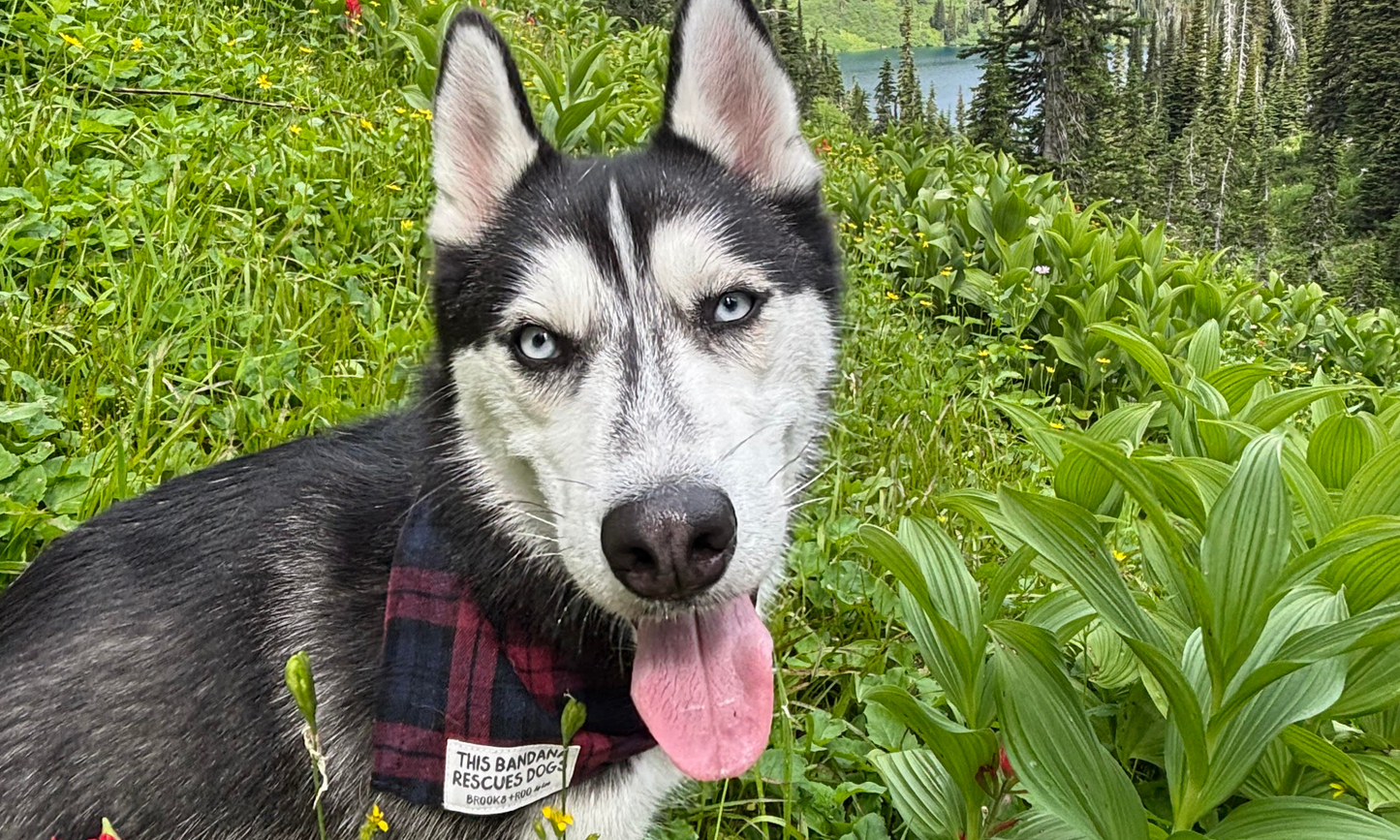 Harley