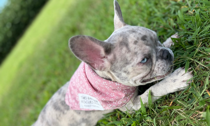 Monroe (Pink)