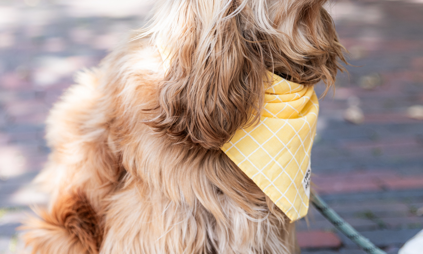 Waltz (Yellow)